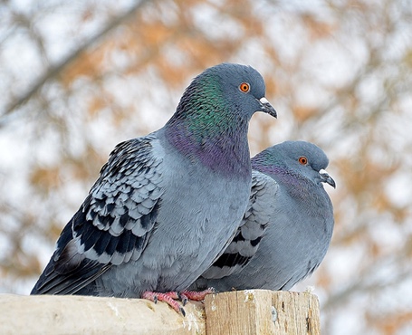 鴿天下-在線拍賣電商平臺|一網(wǎng)天行-網(wǎng)站建設小程序APP系統(tǒng)軟件開發(fā)公司